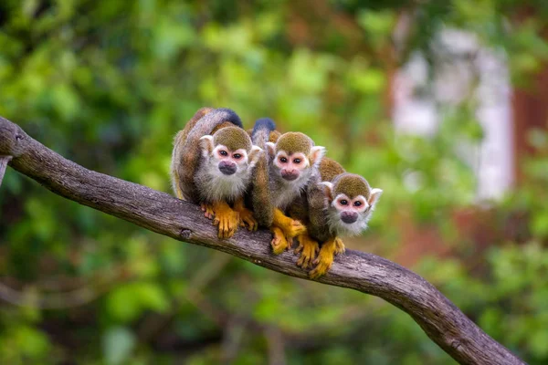 Três macacos-esquilo comuns sentados em um galho de árvore — Fotografia de Stock