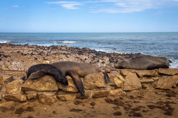 Zeehondenpelskolonie bij Cape Cross Seal Reserve, Namibië. — Stockfoto