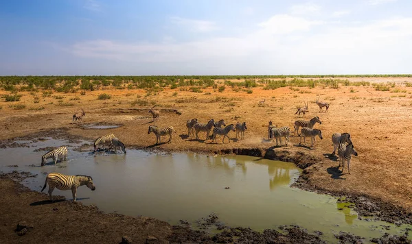 Manada de cebras y oryxes que beben agua en el Parque Nacional Etosha, Namibia — Foto de Stock
