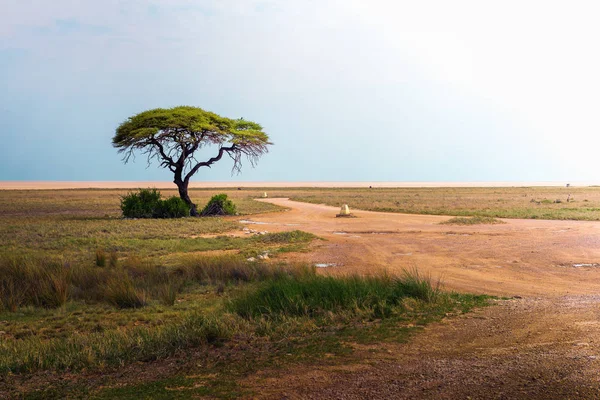Lonely acacia tree in Etosha National Park, Namibia, Africa — Stock Photo, Image