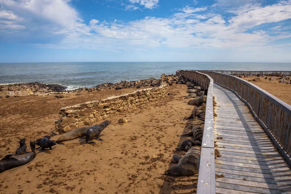 Colonia de pieles de foca en Cape Cross Seal Reserve, Namibia . — Foto de Stock