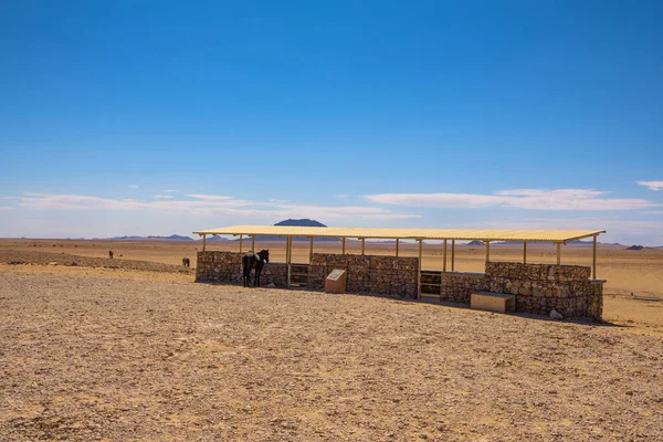 Vilda hästar i Namiböknen vid utsiktsplats nära Aus, södra Namibia — Stockfoto