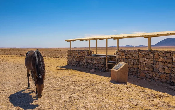 Vild häst i Namiböknen vid utsiktsplats nära Aus, södra Namibia — Stockfoto