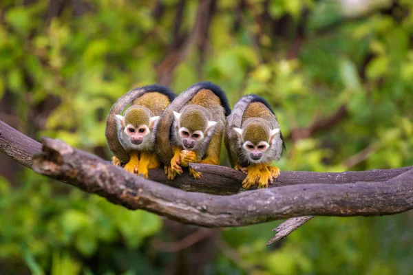 Três macacos-esquilo comuns sentados em um galho de árvore — Fotografia de Stock