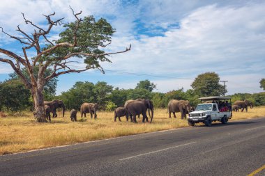Chobe Milli Parkı'nda bir safari arabası etrafında yol geçerken filler sürü