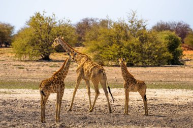 Üç zürafa Etosha Ulusal Parkı 'ndaki kameraya bakıyor.