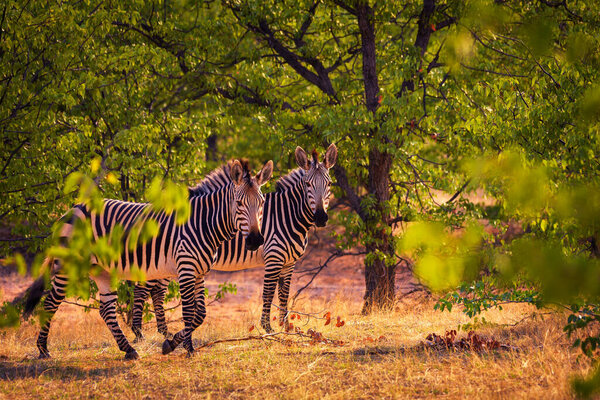 Two zebras walk at sunset in Etosha National Park, Namibia