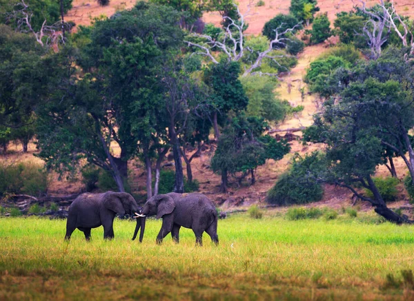 Два больших слона сражаются в Национальном парке Чобе, Ботсвана . — стоковое фото