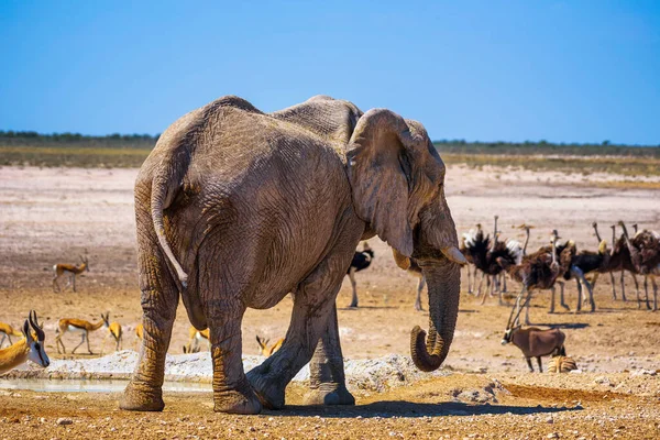 Elefante cercado pela vida selvagem no Parque Nacional de Etosha, Namíbia — Fotografia de Stock