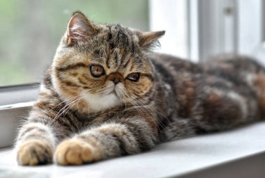Kahverengi egzotik Shorthair kedi yavrusu pencerenin önünde yatar ve yüzünü çevirir. Yürüyen hayvanlar ve Pers kedileri kavramı.
