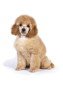 Kaniş köpeğinin kayısı rengi oturuyor ve kameraya bakıyor..