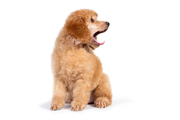 Şirin köpek yavrusu kayısı rengi oturuyor ve yan tarafa bakıyor.. — Stok fotoğraf