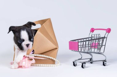Komik bir Boston Terrier köpeği kese kağıdından dışarı bakar ve alışveriş arabasına bakar. Hediye kavramı