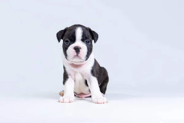 Pequeño lindo perrito Boston Terrier se sienta sobre un fondo gris claro —  Fotos de Stock