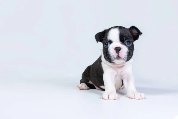 Pequeño lindo perrito Boston Terrier se sienta sobre un fondo gris claro —  Fotos de Stock