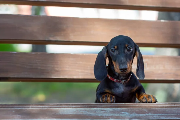 Şirin küçük Dachshund köpeği bankta oturur ve kameraya bakar. Kopyalama alanı