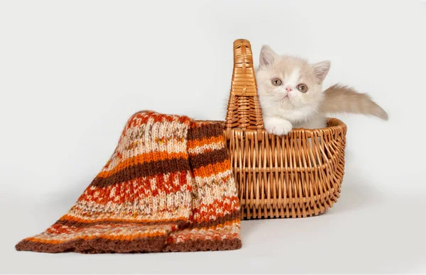 Retrato de un pequeño gatito rojo esponjoso con una pelota y una bufanda de punto en una canasta de mimbre marrón . — Foto de Stock