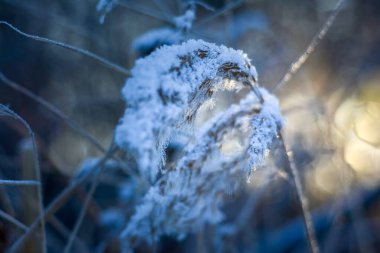 Kışın gün batımında karla kaplı çimenler. Soğuk bir gün. Bulanık arkaplan.