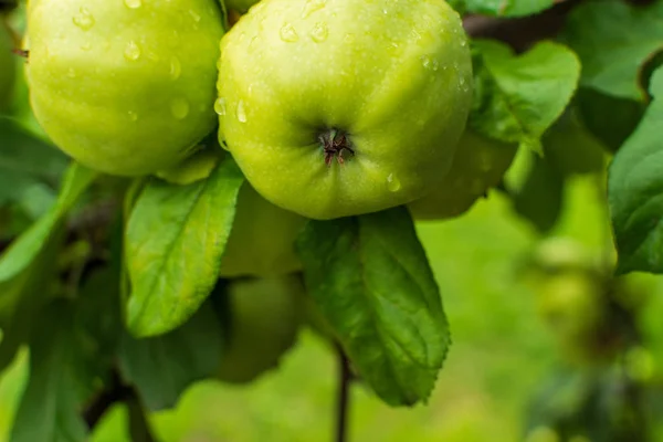 Groene appels op de boom. Appeltak met fruit. Op tak close-up op de achtergrond van de tuin. — Stockfoto