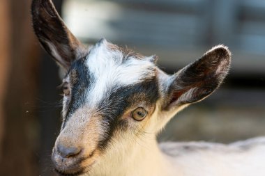 Çayırdaki sevimli genç bir keçinin portresi. Köydeki çiftlik hayvanı.