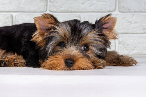 Egy Yorkshire Terrier kiskutya alszik, és a kamerába néz.. — Stock Fotó