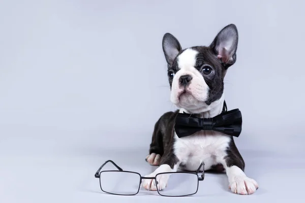 Şirin bir Boston Terrier köpeği papyonlu oturuyor ve gözlüklerine bakıyor..