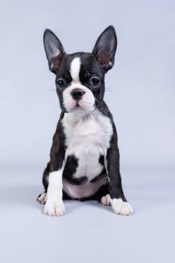 Boston Terrier köpeği stüdyoda. Çok şirin küçük teriyer..