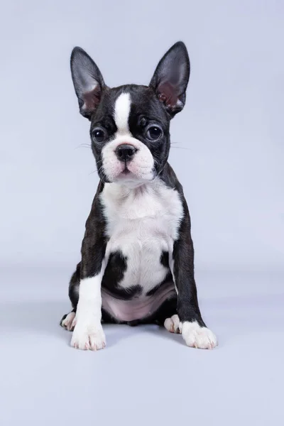 Boston terrier puppy in the studio. So cute small terrier. — Stock Photo, Image