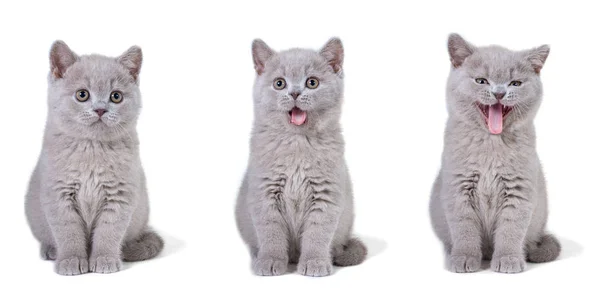 Un groupe de chatons de race britannique s'assoit et sourit sur un fond blanc. Le concept d'une émotion amusante dans le cadre . — Photo
