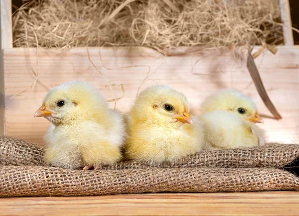 Cute downy newborn chickens on hay in a wooden box. Easter scene — 스톡 사진