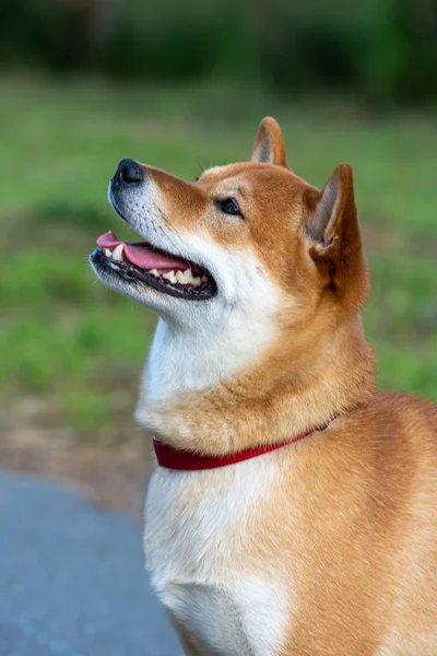 สุนัขญี่ปุ่น Shiba Inu นั่งอยู่บนถนนและมองออกไป . — ภาพถ่ายสต็อก