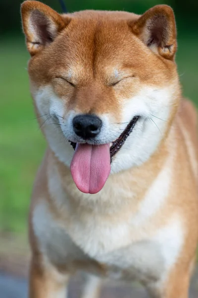 Японский пес Сиба Ину улыбается и закрывает глаза. Концепция юмора . — стоковое фото