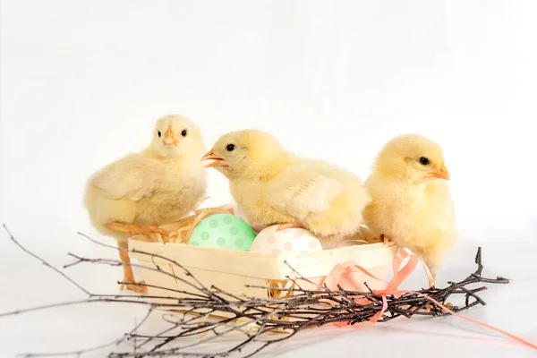 Three Chicks in a nest with colorful eggs. Easter Chick I — 스톡 사진