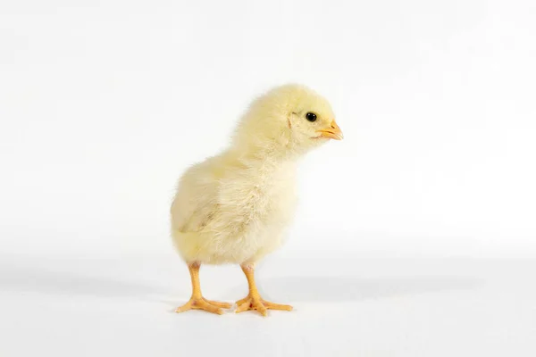 Pollito amarillo mirando hacia un lado, fondo aislado —  Fotos de Stock