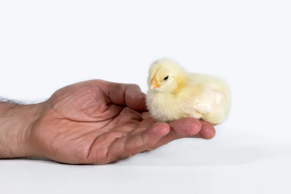 Little chick in man arms on a white background. — 스톡 사진