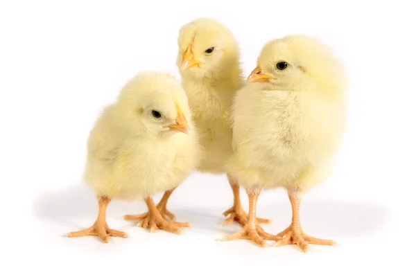 Tres polluelos se paran uno al lado del otro. Imagen de Pascua para fondo —  Fotos de Stock