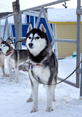 Kışın mavi gözlü siyah beyaz bir Sibirya Husky 'sinin portresi. Köpek kızağı yarışmaları.