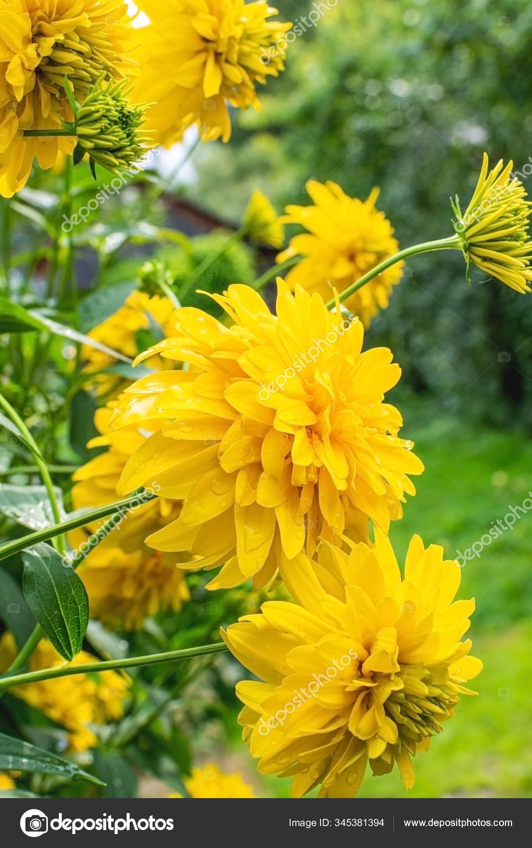 Yellow Flowers Rudbeckia Laciniata Golden Ball Selective Focus Stock Photo C Akifewas Mail Ru Yellow Flowers Rudbeckia Laciniata Golden Ball Selective Focus Stock Photo C Akifewas Mail Ru