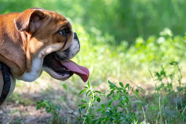 Portrait of an English bulldog in profile against a background of green foliage. Copy the space for the text. — Stock Photo, Image