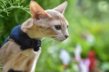 Habeş kedisine ait geyik rengi, yakın plan portresi, çimenlikte çiçeklerle yürüyor, yazı için yer var.