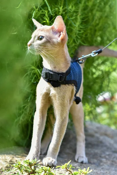 Young Abyssinian Cat Color Faun Leash Walking Yard Cute Cat — Stock Photo, Image