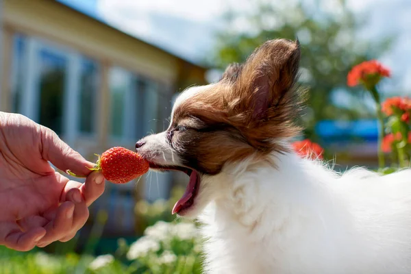 Papillon köpek yavrusu, güneşli bir yaz gününde sahibinin elinde çilek koklar.