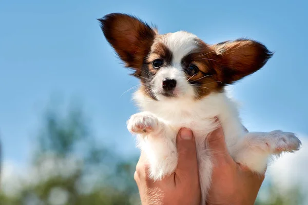 Homem Cria Filhote Cachorro Papillon Pequeno Cão Contra Céu Azul — Fotografia de Stock