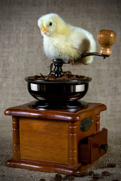 鶏は木製のテーブルの上にコーヒー豆と古いコーヒーグラインダーに座っています 朝の良い気分の概念 — ストック写真