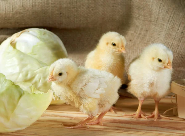 Galinhas Recém Nascidas Amarelas Fofas Feno Uma Caixa Madeira Cena — Fotografia de Stock