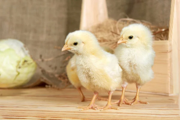 Lindos Pollos Recién Nacidos Color Amarillo Oscuro Sobre Heno Una —  Fotos de Stock