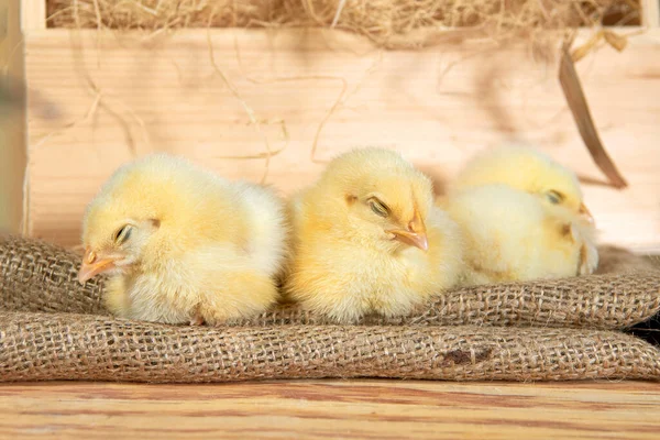 Χαριτωμένο Downy Κίτρινο Νεογέννητο Chicks Κοιμούνται Στο Σανό Ένα Ξύλινο — Φωτογραφία Αρχείου