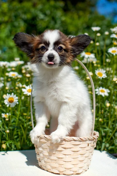 Papillon puppy in a summer basket with a blue bow on a background of chamomile flowers. Concept of a Sunny summer day.
