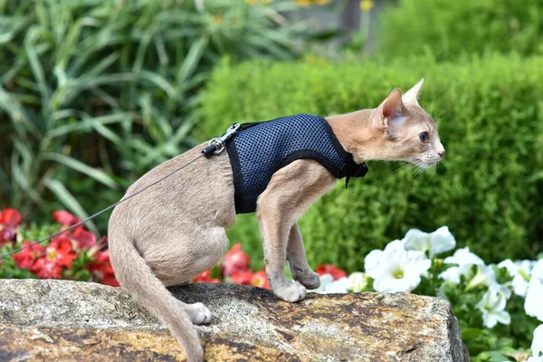 Genç Habeş kedisi Faun 'un tasmasıyla avluda dolaşıyor. Bahçede oturan koşumlu şirin kedi. Evcil hayvanlar dışarıda yürüyor, parkta yeşil çimlerde maceralar yaşıyor..