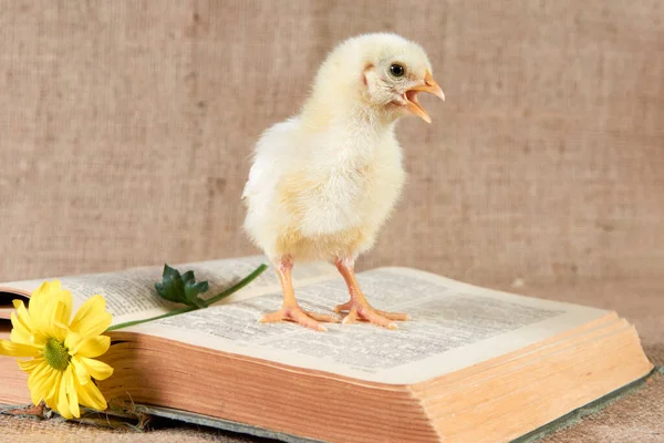 Küçük sarı ağızlı bir tavuk, içinde kasımpatı çiçeği olan yabancı dillerin olduğu açık bir kitap sözlüğünde oturur..